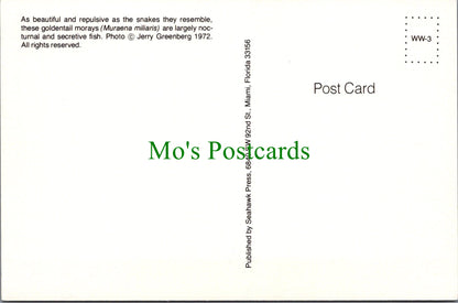 Fish Postcard - Goldentail Morays
