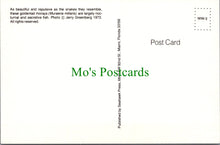 Load image into Gallery viewer, Fish Postcard - Goldentail Morays
