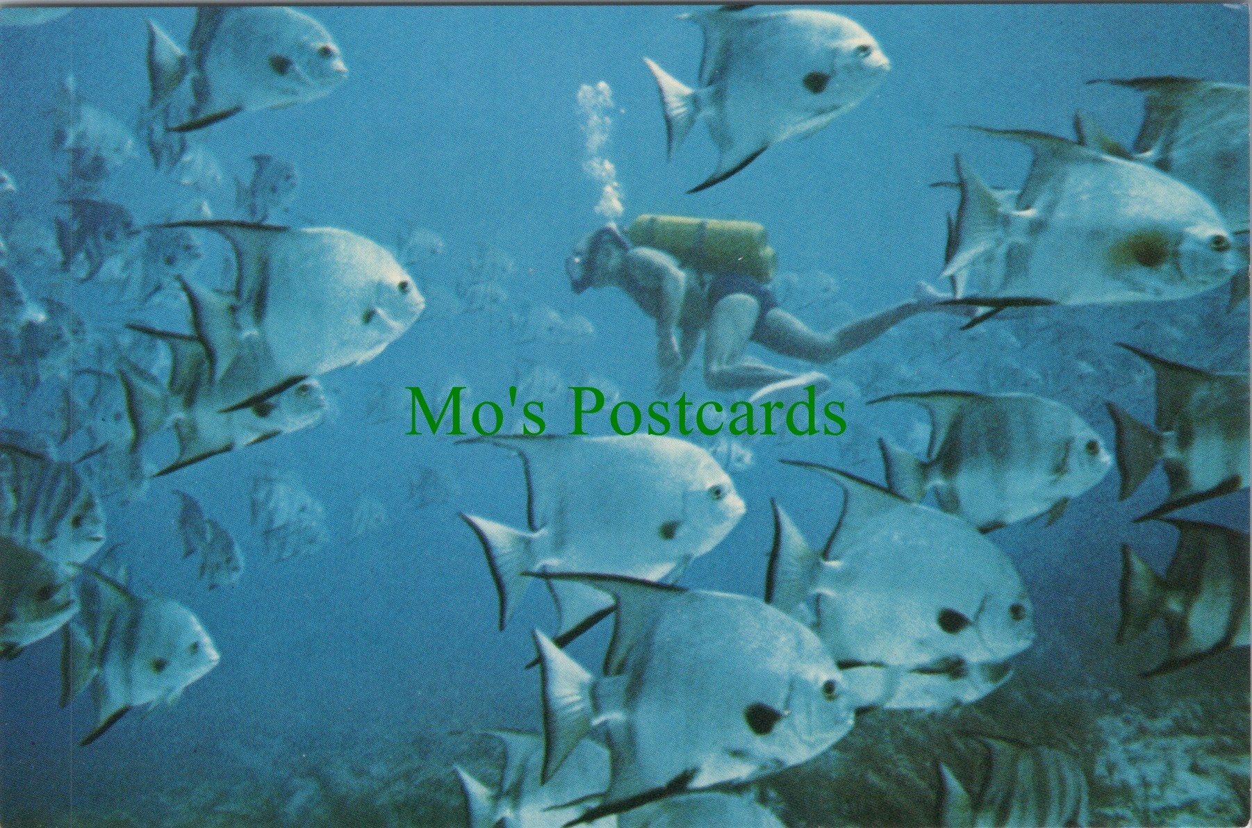 Fish Postcard - Curious Spadefish