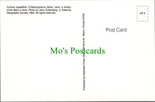 Load image into Gallery viewer, Fish Postcard - Curious Spadefish
