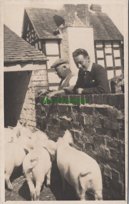 Farming - Pigs and Pig Farming