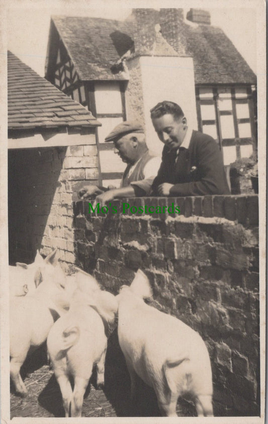 Farming - Pigs and Pig Farming