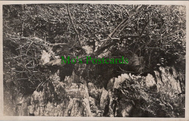 Bird Postcard - A Birds Nest