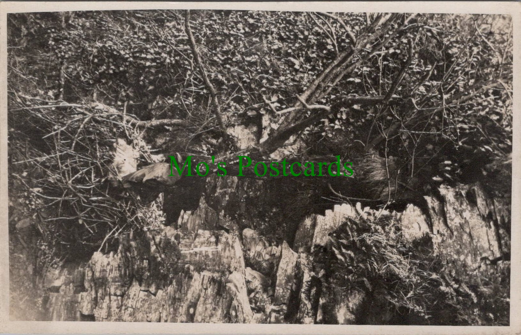 Bird Postcard - A Birds Nest