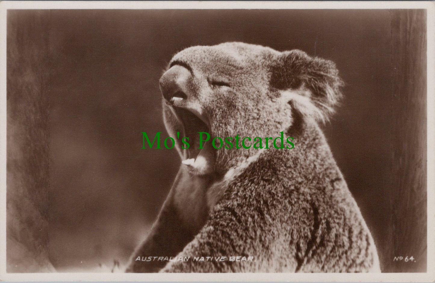 Australian Native Bear, The Koala Bear