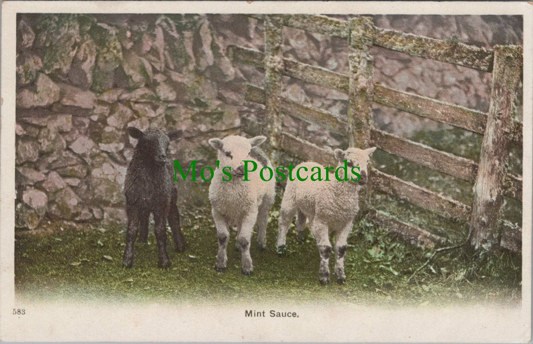 Animals Postcard - Sheep, Lambs - Mint Sauce