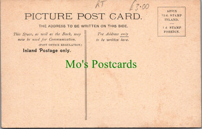 Animals Postcard - Sheep, Lambs - Mint Sauce