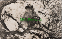 Load image into Gallery viewer, The Rock Apes of Gibraltar
