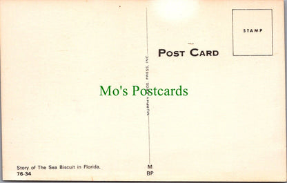 Nature Postcard - Florida Sea Biscuit