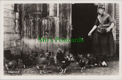 Feeding Chickens, Staphorst, Netherlands