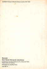 Load image into Gallery viewer, Animals Postcard - Mammals - Giant Panda - Mo’s Postcards 
