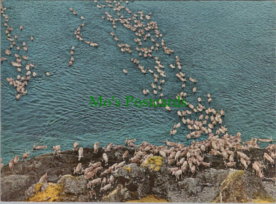 Reindeer Swimming Across Mageroy Sound, Norway