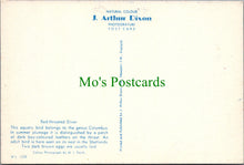 Load image into Gallery viewer, Birds Postcard - Red Throated Diver
