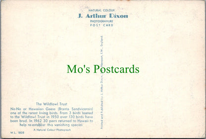 Birds Postcard - The Wildfowl Trust