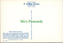 Load image into Gallery viewer, Birds Postcard - Fulmar (Fulmarus Glacialis)
