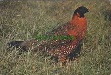 Birds Postcard - Satyr Tragopan