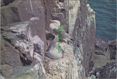 Birds Postcard - The Kittiwake