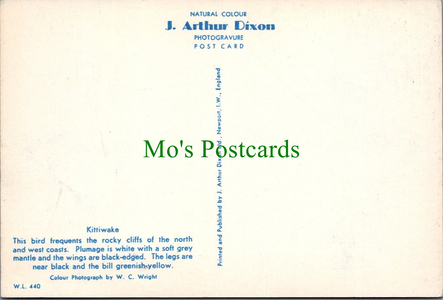 Birds Postcard - The Kittiwake