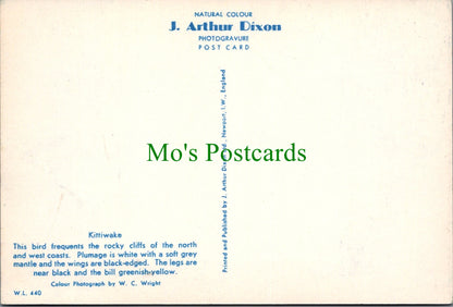 Birds Postcard - The Kittiwake