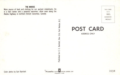 Canada Postcard - Animals - The Moose - Alaska Highway in Northern British Columbia - Mo’s Postcards 