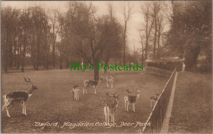 Deer Park, Magdalen College, Oxford