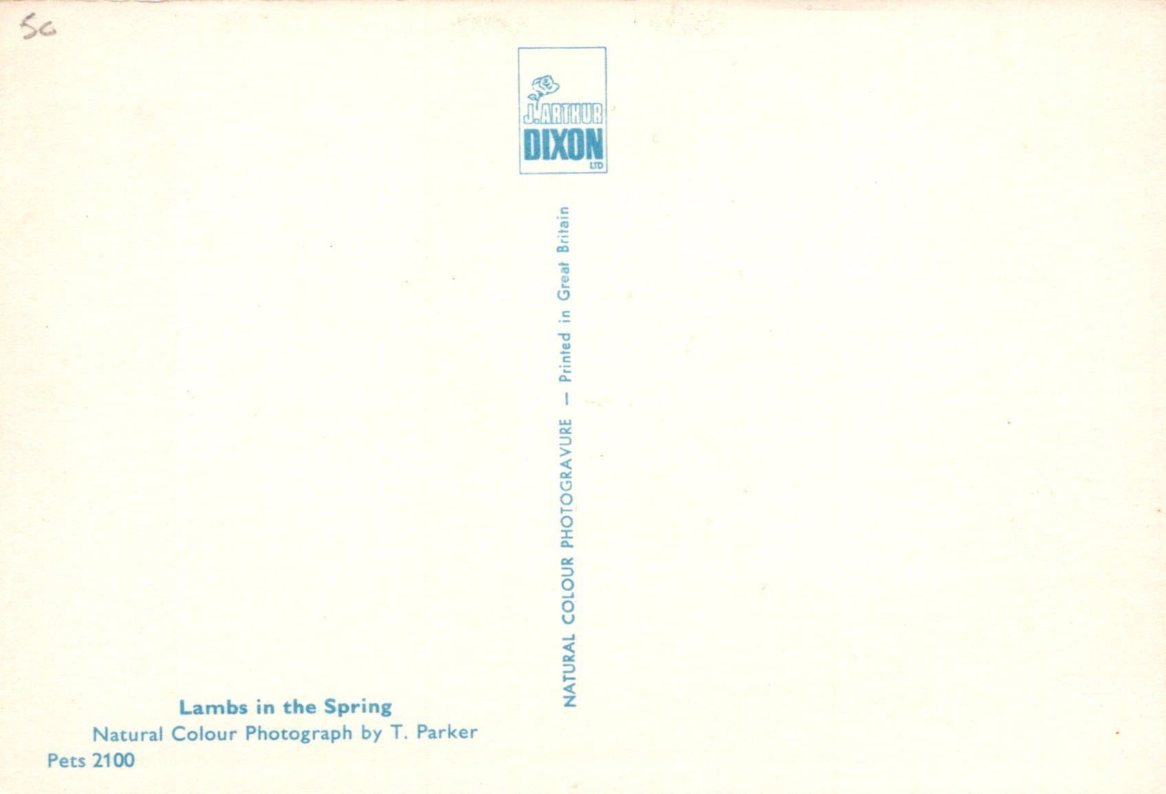 Animals Postcard - Lambs in The Spring - Mo’s Postcards 