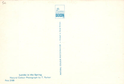 Animals Postcard - Lambs in The Spring - Mo’s Postcards 