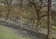 Load image into Gallery viewer, Surrey Postcard - Bluebell Wood, Winkworth Arboretum, Nr Godalming - Mo’s Postcards 
