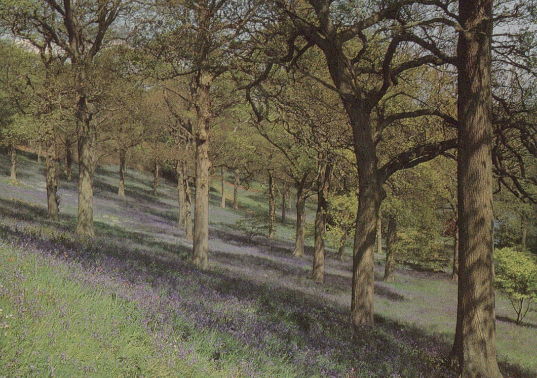 Surrey Postcard - Bluebell Wood, Winkworth Arboretum, Nr Godalming - Mo’s Postcards 
