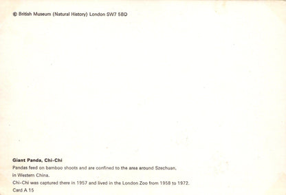 Animals Postcard - Giant Panda, Chi-Chi - British Museum - Mo’s Postcards 