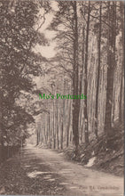 Load image into Gallery viewer, Pine Road, Cooksbury, Surrey
