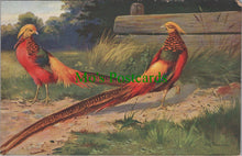 Load image into Gallery viewer, Birds Postcard - Golden Pheasant
