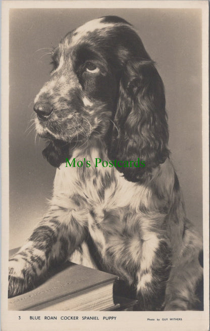 Blue Roan Cocker Spaniel Puppy