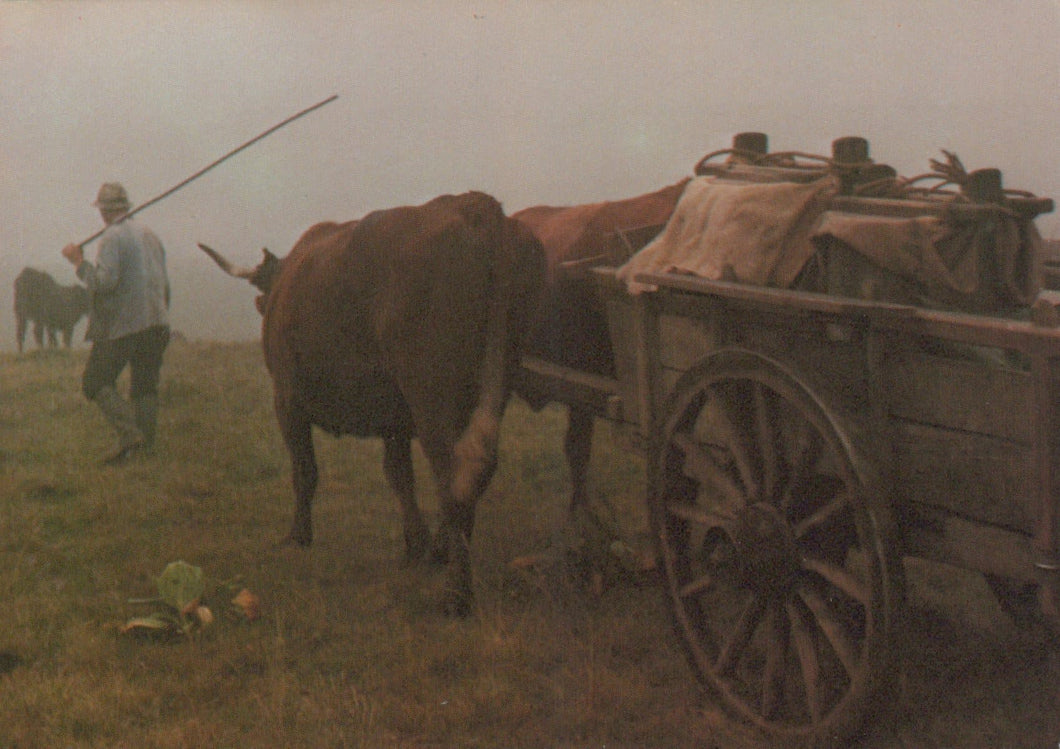 France Postcard - A L'Aube Apres La Traite En Route Vers Le Buron Pour La Fabrication Du Cantal - Mo’s Postcards 