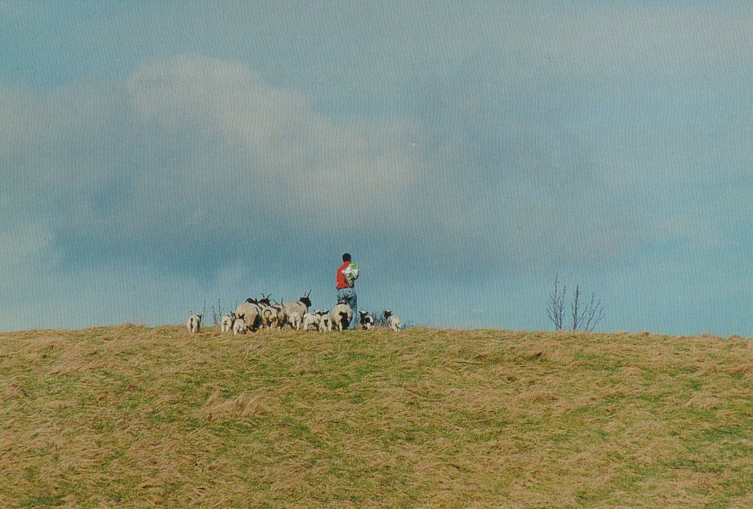 Derbyshire Postcard - Shepherd With The Jacob Flock, Chatsworth - Mo’s Postcards 