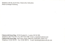Load image into Gallery viewer, Derbyshire Postcard - Shepherd With The Jacob Flock, Chatsworth - Mo’s Postcards 
