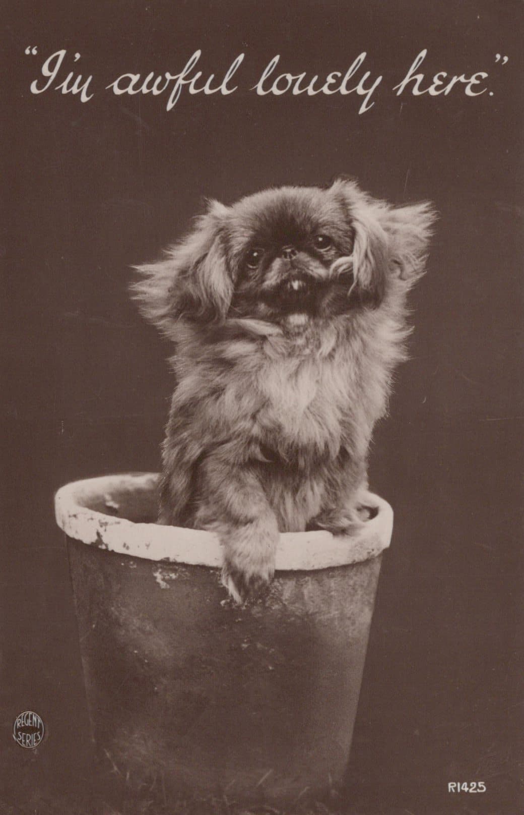 Animals Postcard - Dogs - Cute Dog in a Flower Pot - "I'm Awful Lovely Here" - Mo’s Postcards 