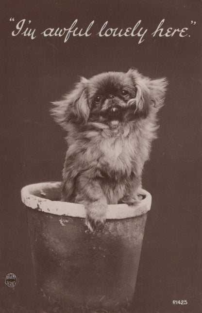 Animals Postcard - Dogs - Cute Dog in a Flower Pot - "I'm Awful Lovely Here" - Mo’s Postcards 