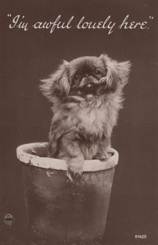 Animals Postcard - Dogs - Cute Dog in a Flower Pot - "I'm Awful Lovely Here" - Mo’s Postcards 
