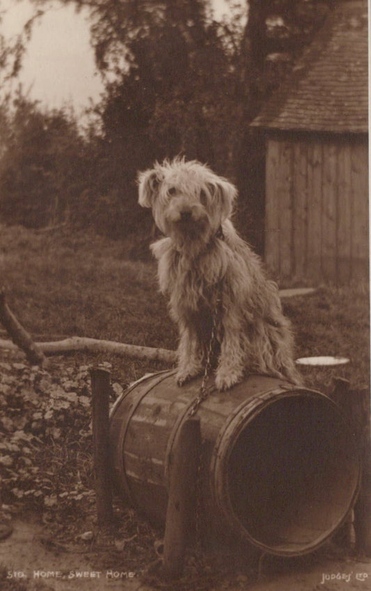 Animals Postcard - Dogs - A Sad Scruffy Looking Dog - Home, Sweet Home - Mo’s Postcards 