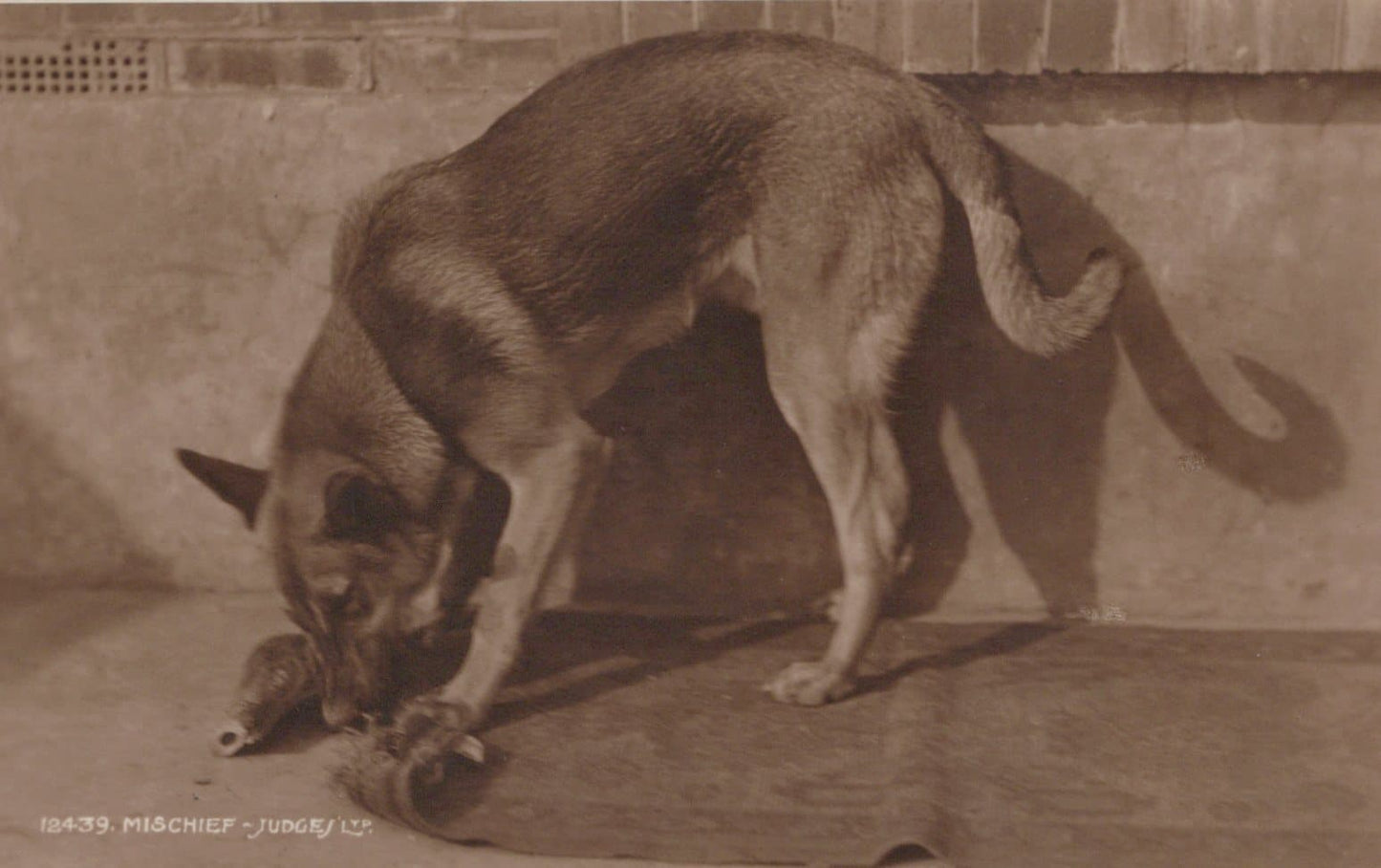 Animals Postcard - Dogs - A Dog Causing Mischief - Mo’s Postcards 