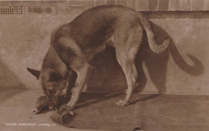 Animals Postcard - Dogs - A Dog Causing Mischief - Mo’s Postcards 