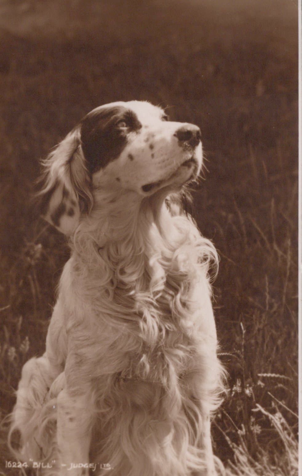 Animals Postcard - Dogs - Spaniel "Bill", 1938 - Mo’s Postcards 