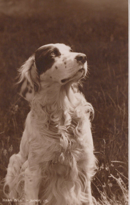 Animals Postcard - Dogs - Spaniel "Bill", 1938 - Mo’s Postcards 
