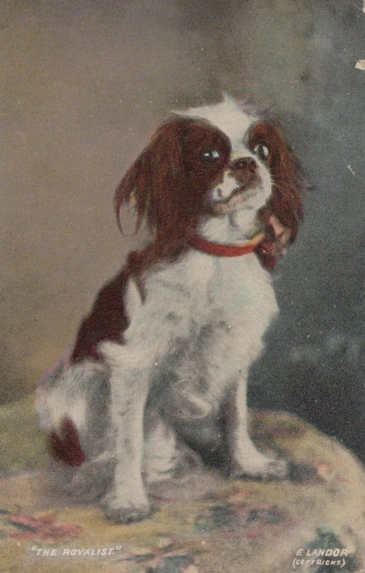 Animals Postcard - Dogs - Cute Dog - "The Royalist", 1910 - Mo’s Postcards 