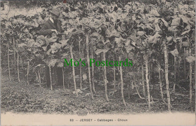 Channel Islands, Jersey Cabbages - Choux