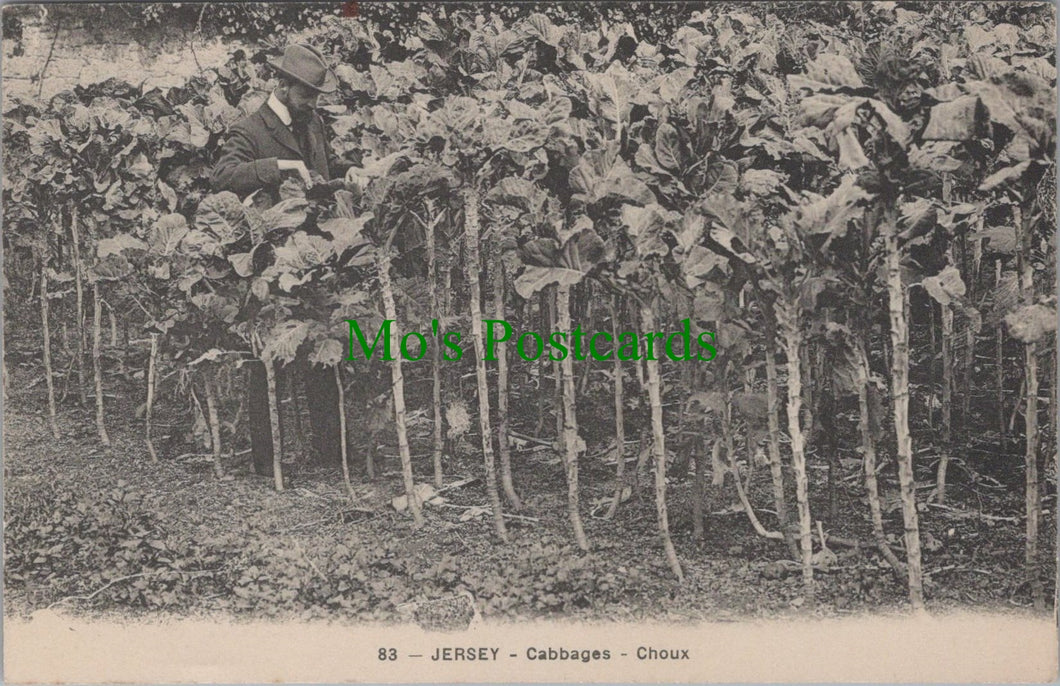 Channel Islands, Jersey Cabbages - Choux