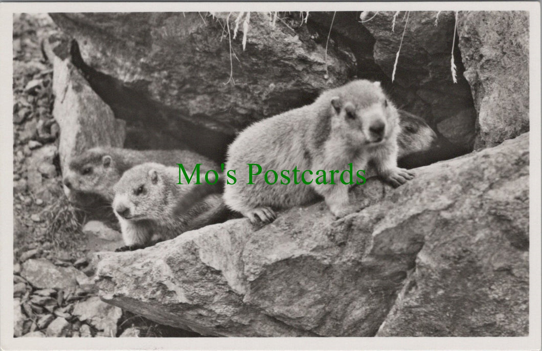 Animals Postcard - Marmot / Murmeltiere