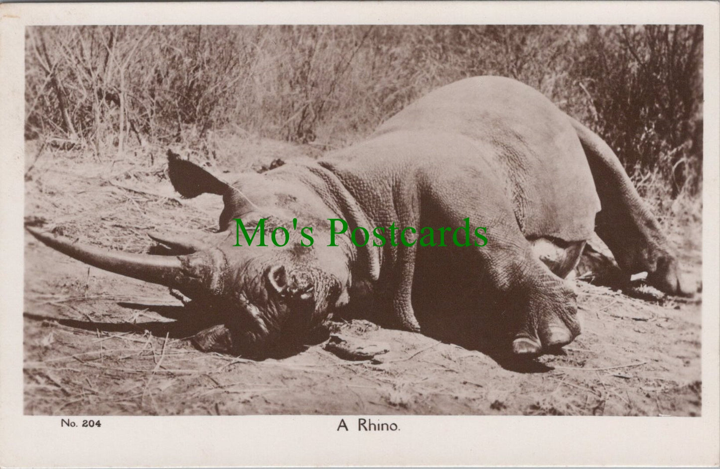Animals Postcard - A Rhino in Kenya
