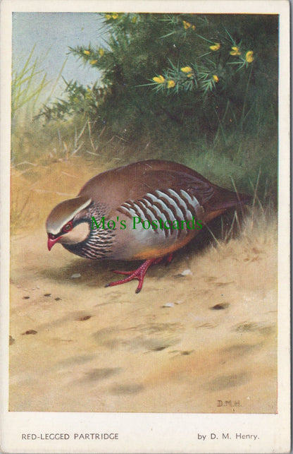 Birds Postcard - Red-Legged Partridge